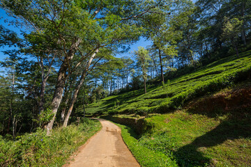 Tea plantation