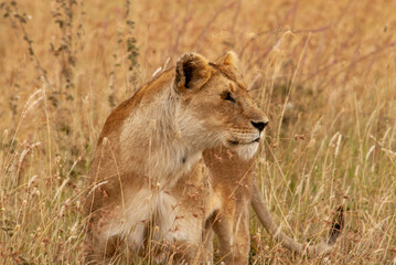 Naklejka na ściany i meble Serengheti, Tanzania. Lion in the savana.