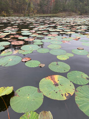 water lilies in the pond