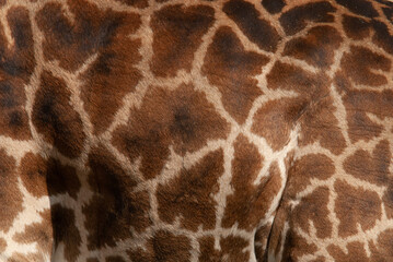 Serengheti, Tanzania, Giraffe's mantle.