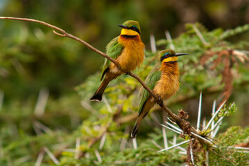Serengheti, Tanzania. Bee eater birds on a tree branch.