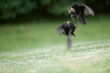 fighting blackbirds on green grass