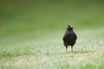 blackbird standing in green grass, Turdidae