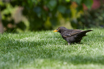 blackbird standing in green grass, Turdidae