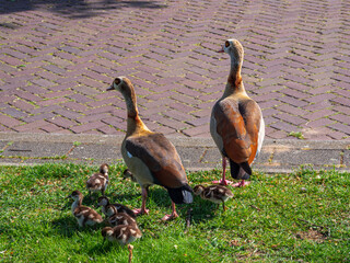 Wild goose family on the street of Rotterdam