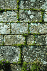 Mur de pierres mousse végétale