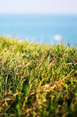 Herbe