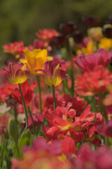 Obraz na płótnie Canvas Red and yellow tulips