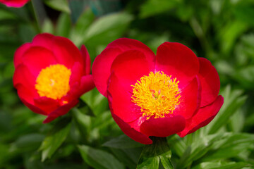 ぼたん-20220506-2