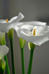 Obraz premium Fleurs Arum