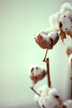 Fleurs de coton