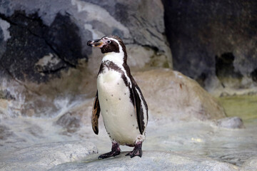 Humboldt penguin stands on a rocky shore. South American penguin resting after swimming © Oleg