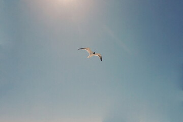 Seagull in Flight, Sun and Sea