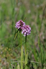 Blooming Orchis purpurea in the Park