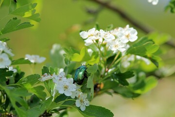 Green beetle Cetonia aurata on white hawthorn flowers on a blurry background