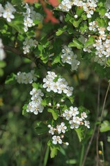 White Crataegus flowers on a branch on a blurry background