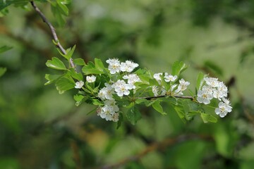 White Crataegus flowers on a branch on a blurry background