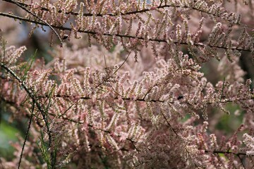 Small pink Tamarix flowers on branches on a blurry background