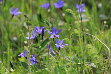 Blue Vinca flowers in a meadow on a blurry background