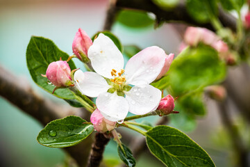 Apple blossom - spring background with fresh bloom on tree
