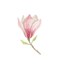 Pink magnolia. Spring flowers clipart. Watercolor illustration isolated on white.