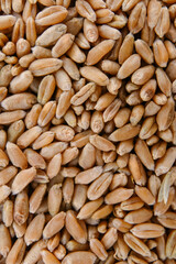 Wheat harvest. Wheat grain background. Whole grain kernels of wheat close-up.