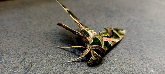 moth on the ground