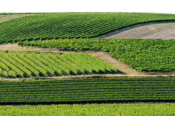 Vignes Saint-Preuil
