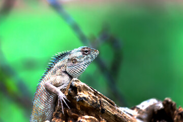 Garden lizard on the branch of a plant in its natural habitat