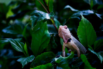 Garden lizard on the branch of a plant in its natural habitat