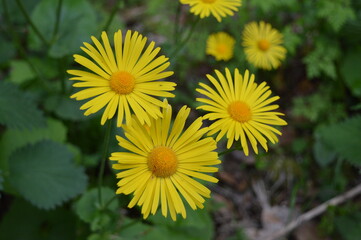 Beautiful wild yellow flower in the forest	