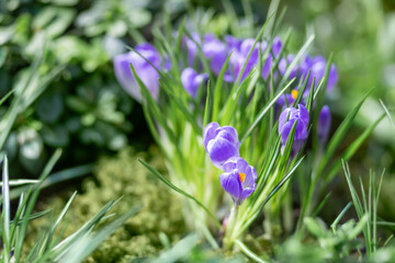 Purple crocus flowers makes the way through fallen leaves. Natural spring background.