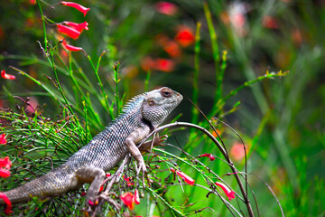 Garden lizard on the branch of a plant in its natural habitat