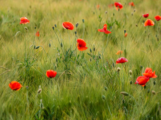 Red poppy flowers on field of rye. Green plants with red buds. Beautiful and fragile flowers at...