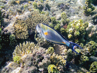 Obraz premium Sohal surgeonfish or Acanthurus sohal or sohal tang, Red Sea endemic. Colorful fish and corals in Egypt.