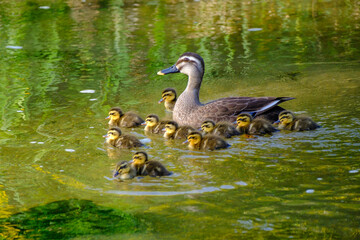 カルガモの親子が仲良く川を行き来する。兵庫県東灘区住吉川で撮影