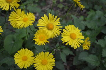 Beautiful wild yellow flower in the forest	
