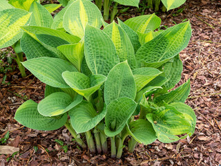 Hosta plantain lily plant, variety Pauls Glory, in spring