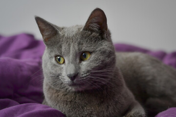 Russian blue cat sitting with its legs crossed and posing on a bed - obrazy, fototapety, plakaty