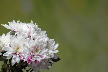 white chrysanthemums on a green background, copy space