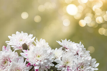 bouquet of white chrysanthemums on a green background with bright highlights and bokeh