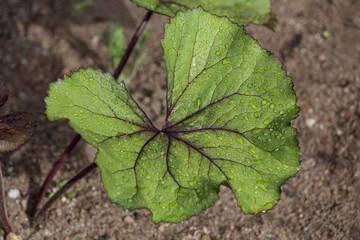 big green leaf after rain