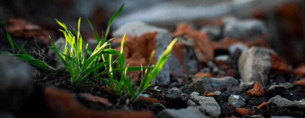 Banner. Green grass sprouts from the ruins of a destroyed building. The beginning of a new life