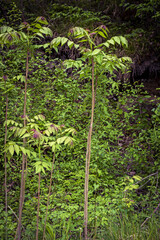 Fototapeta na wymiar Aralia spinosa,a woody plant in the Araliaceae family,in May in the Italian Lazio region