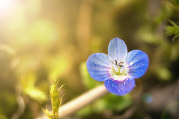 Blue little flower. Flower up close. Beautiful blue flower in the garden