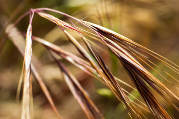 A Colorful Tuft of Grass Seeds Maturing on the Stalk