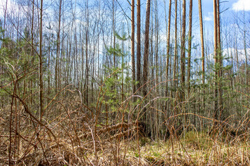 The trees are young in the forest.The branches of the trees in the forest.