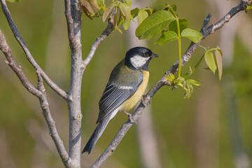 Great tit - Parus major - perched with green leaves with dark green background. Photo from Dobrich, Bulgaria.