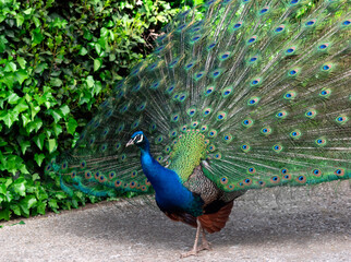 Obraz premium Peacock Spreading Its Feathers