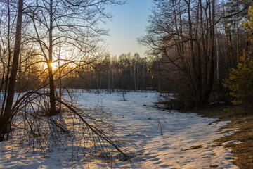 Forest glade on a sunny spring day at the edge of the forest..Evening landscape, snow melts under the rays of the sun.